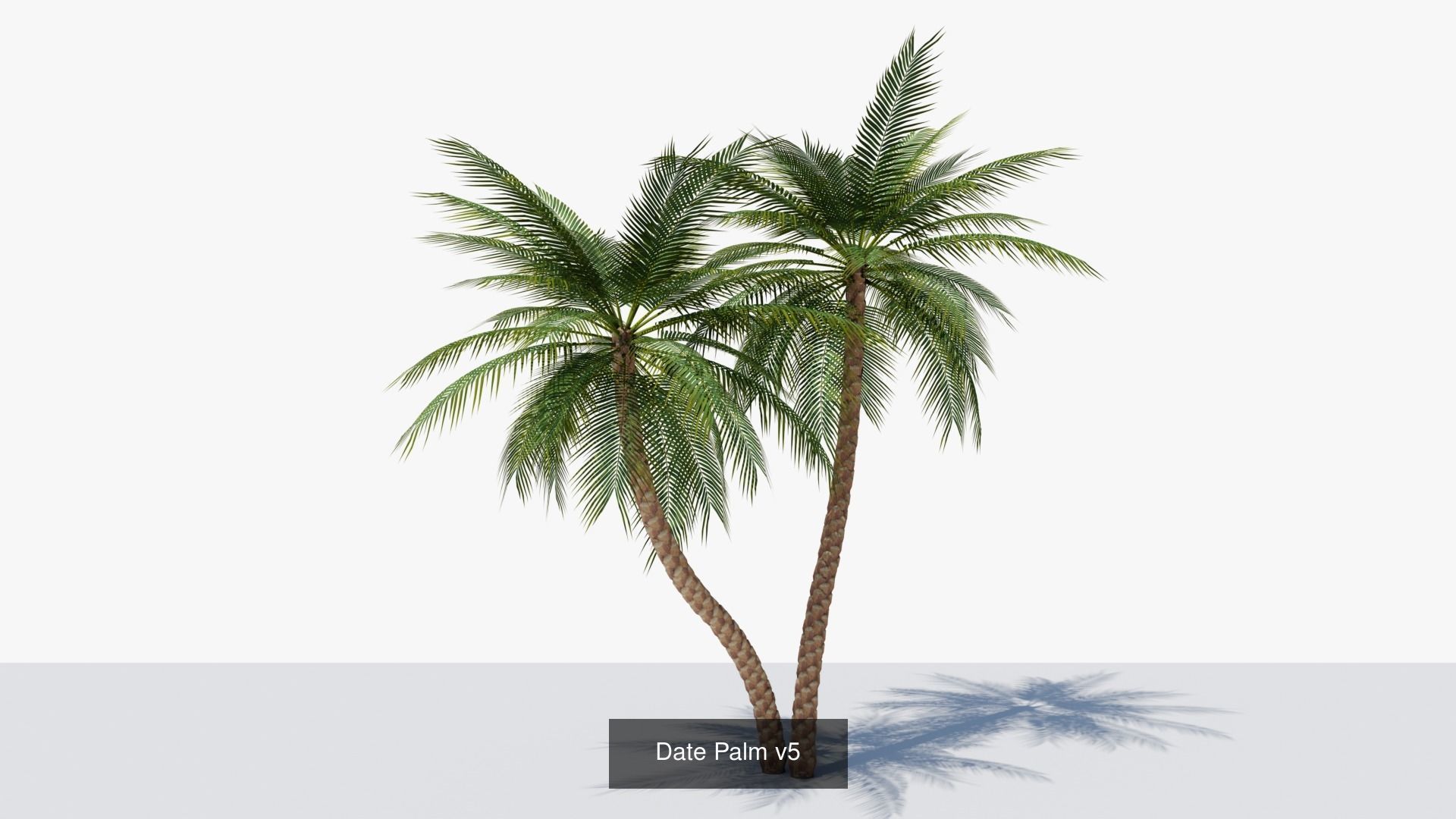 Date Palms Collection _11
