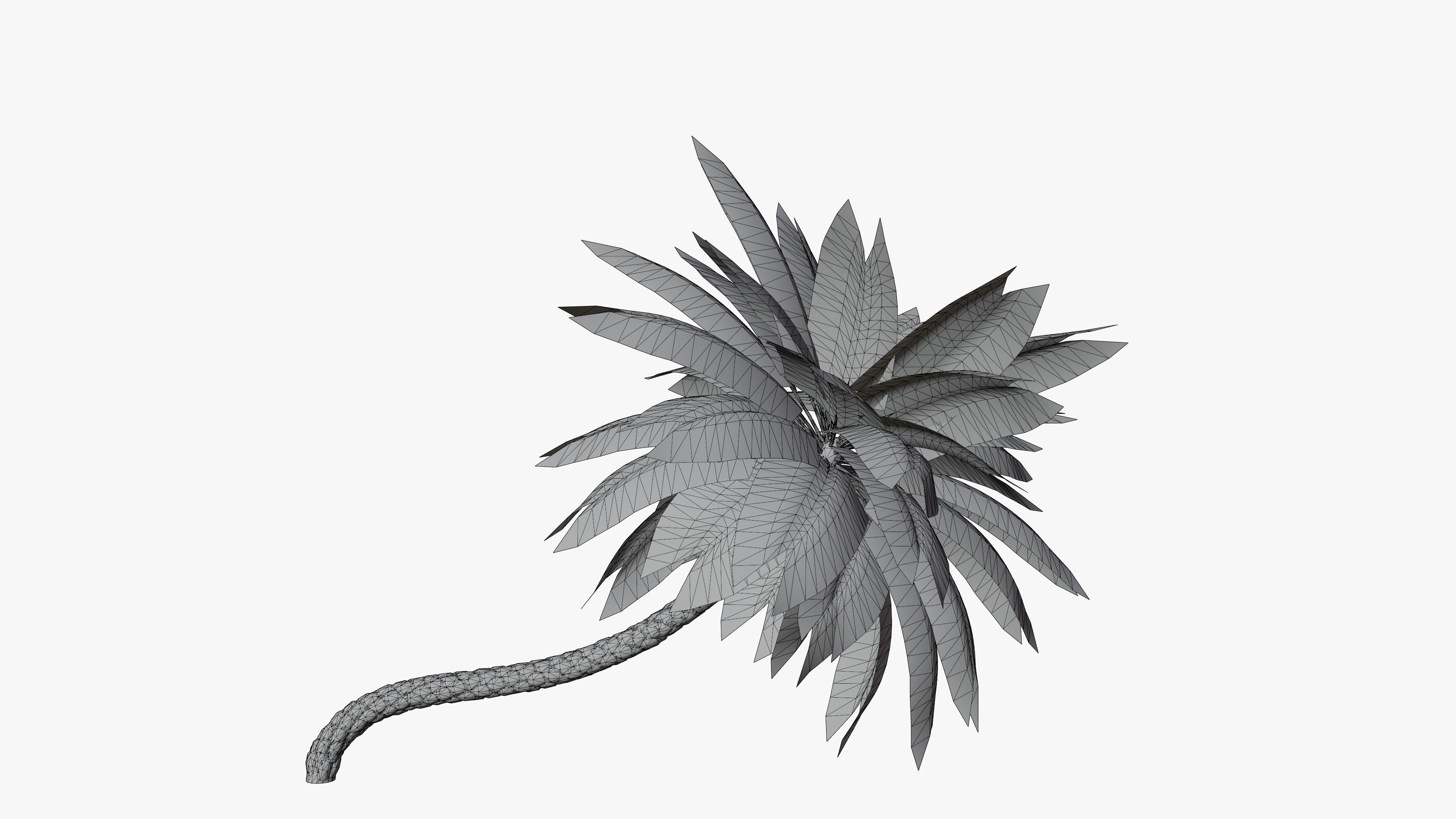 Date Palms Collection _8