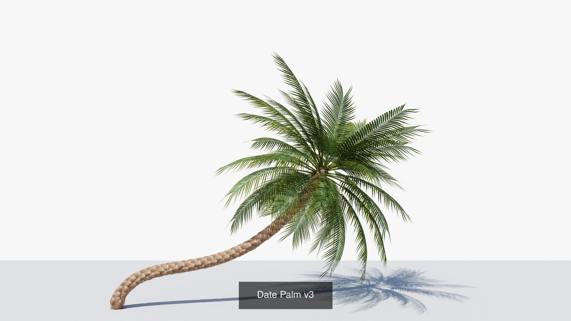 Date Palms Collection _7