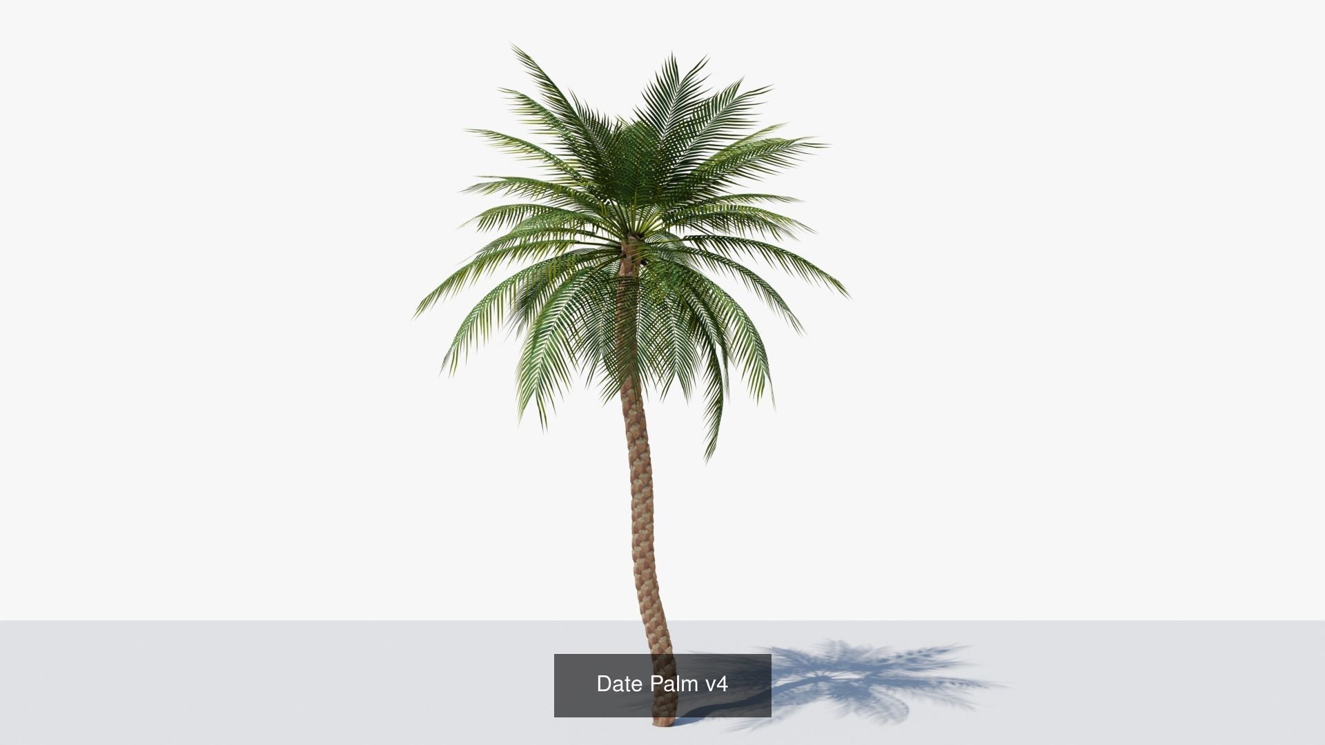 Date Palms Collection _9