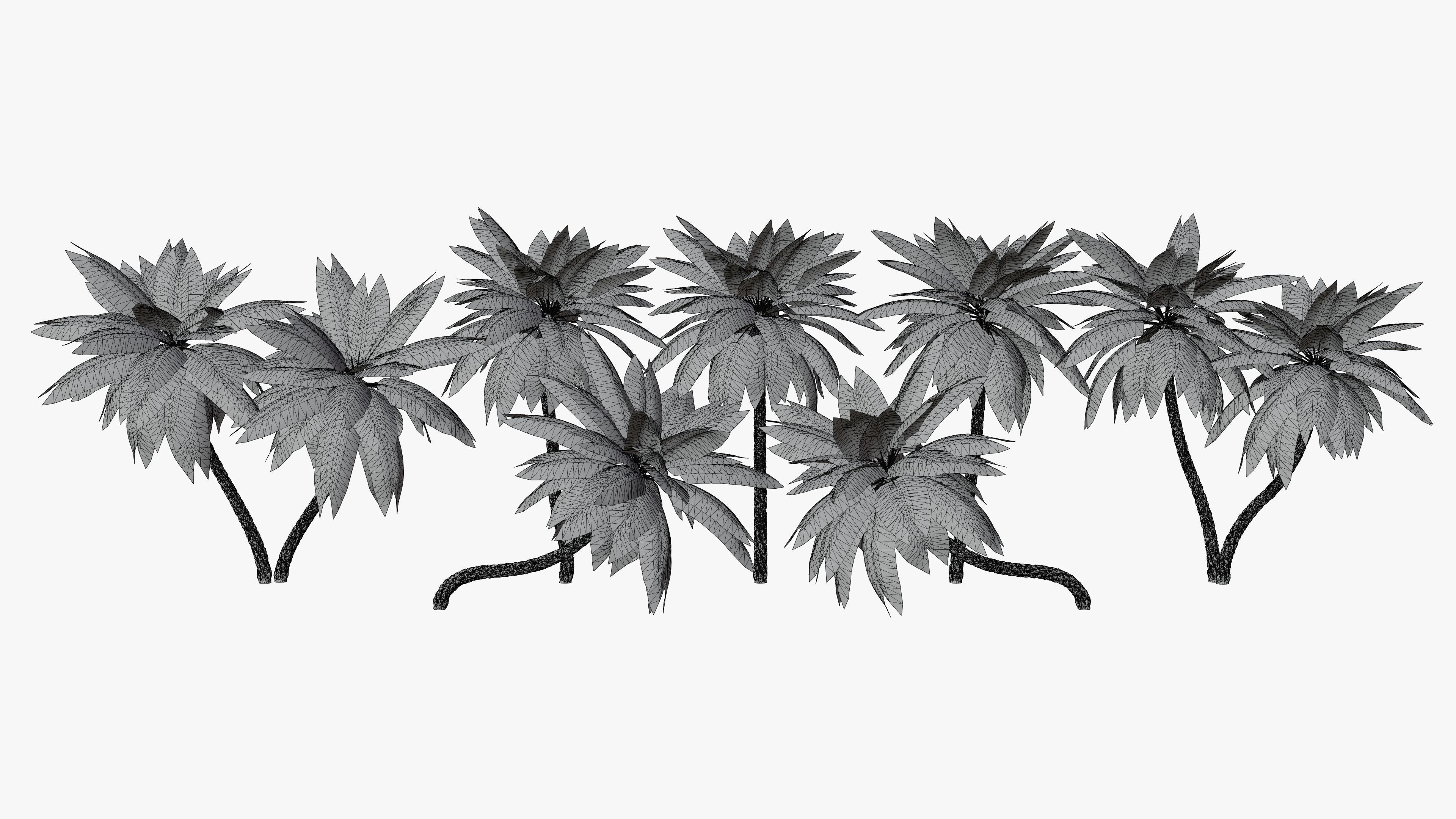 Date Palms Collection _2