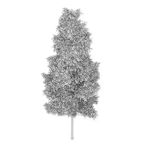 Poplar 1 Populus 44911