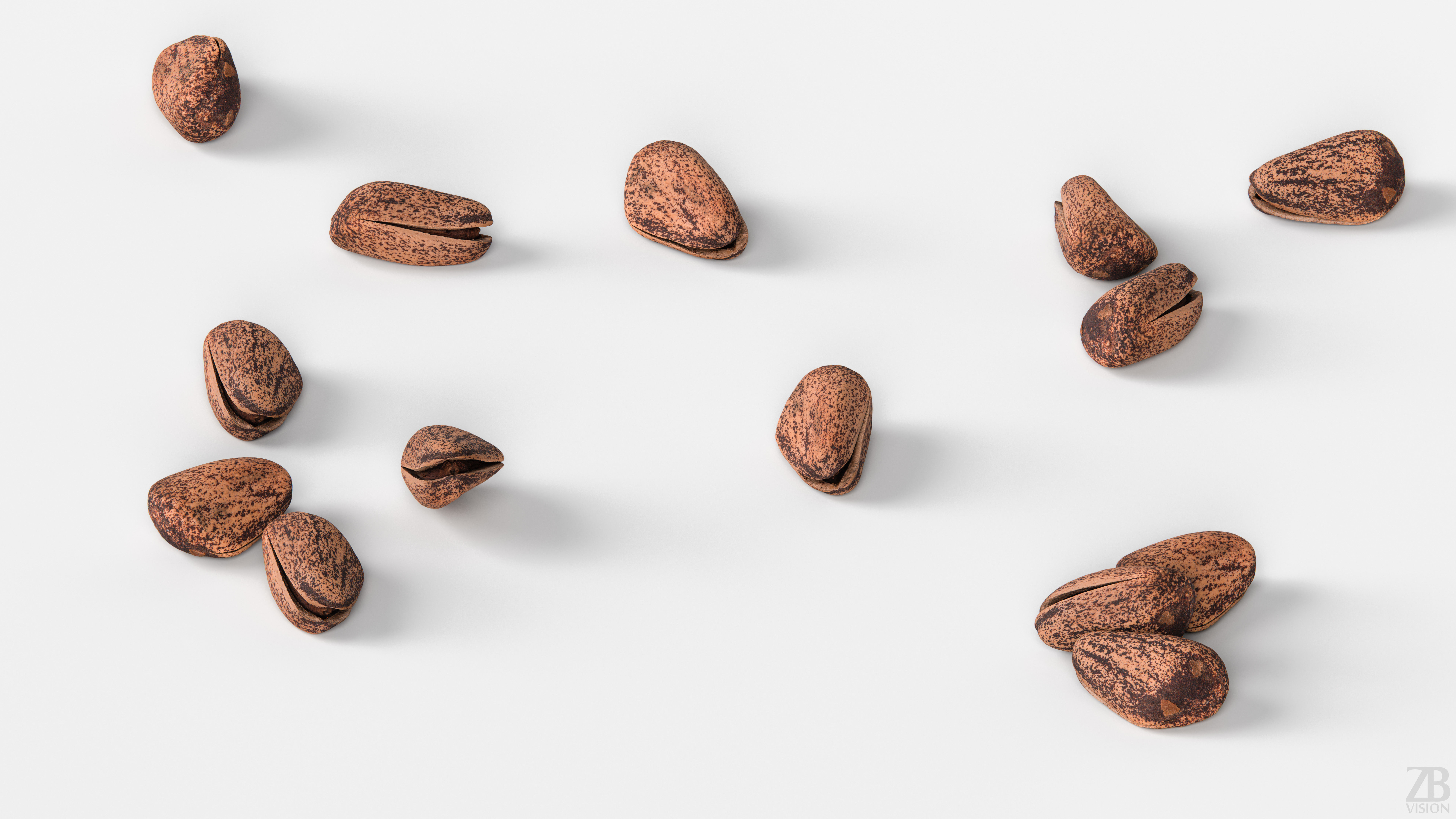 Pine Seed 3D model_2