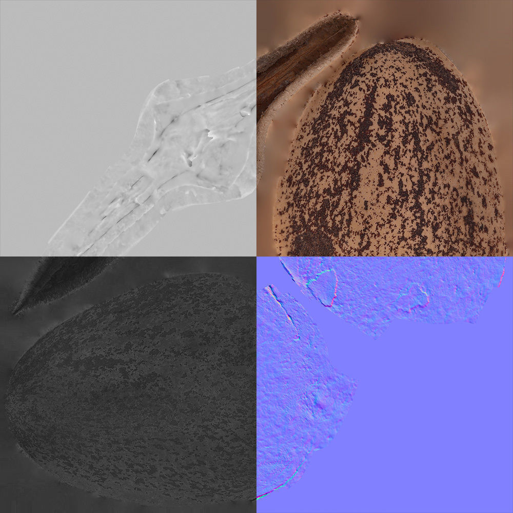 Pine Seed 3D model_8