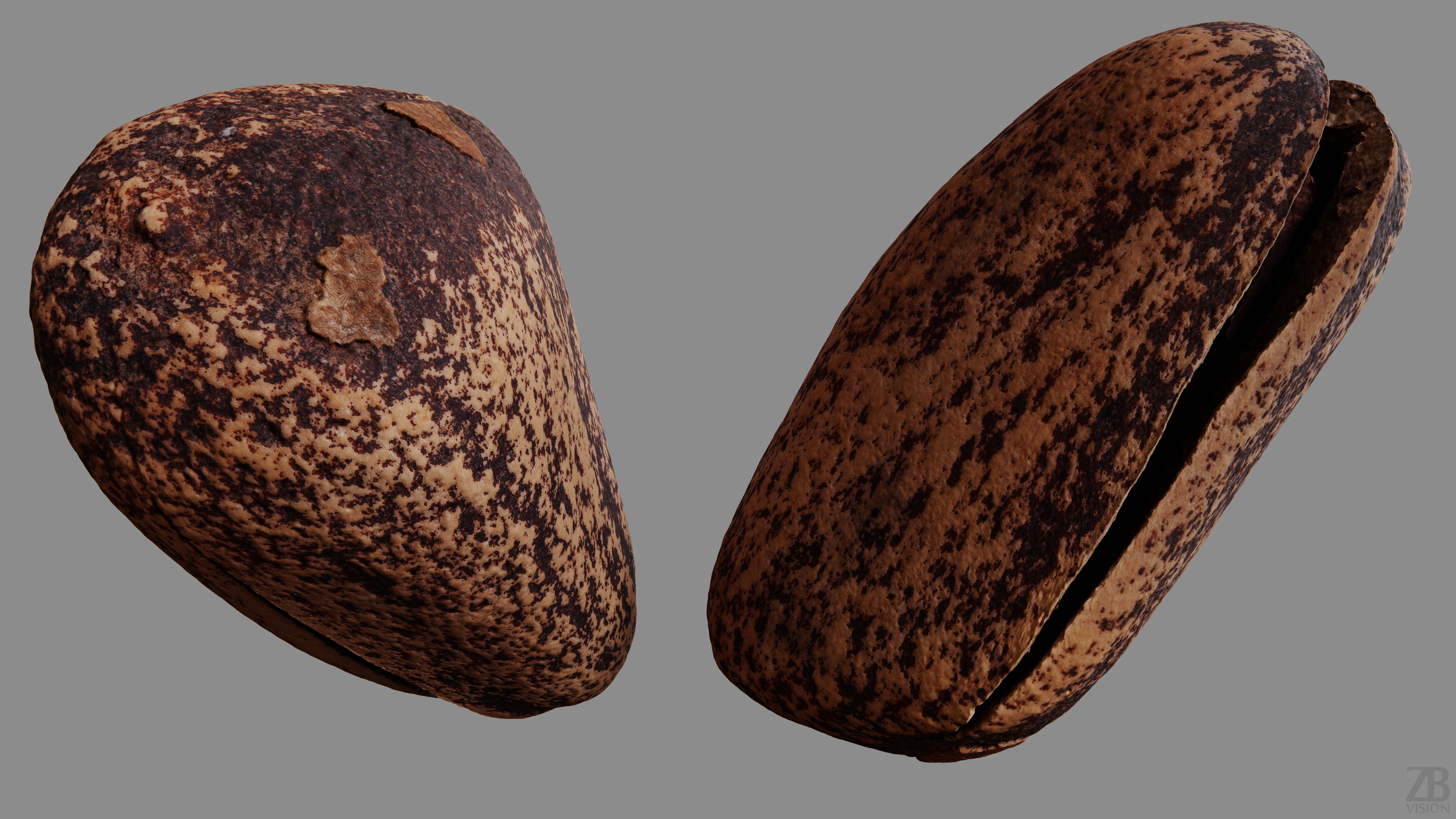 Pine Seed 3D model_9
