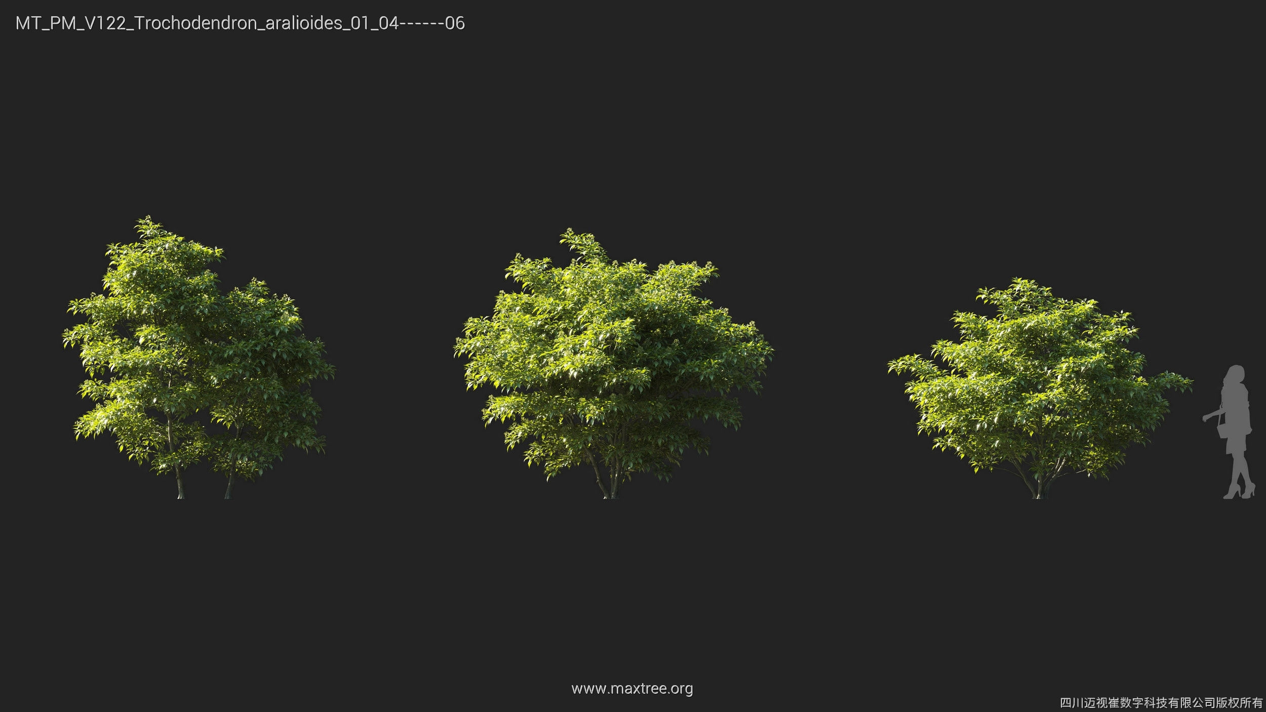 Maxtree Plant Models Vol 122 - Mesh 3D model_29