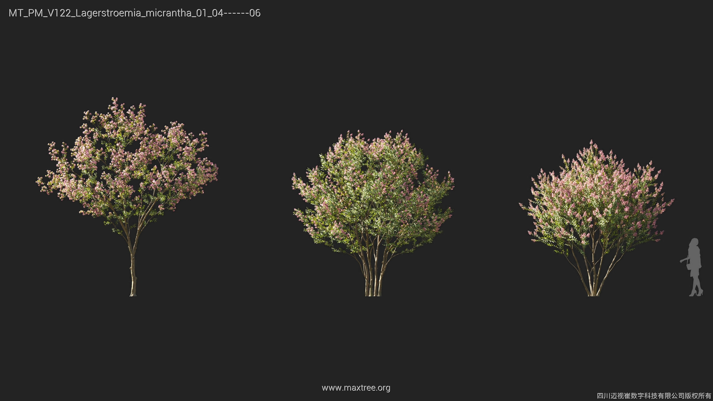 Maxtree Plant Models Vol 122 - Mesh 3D model_17