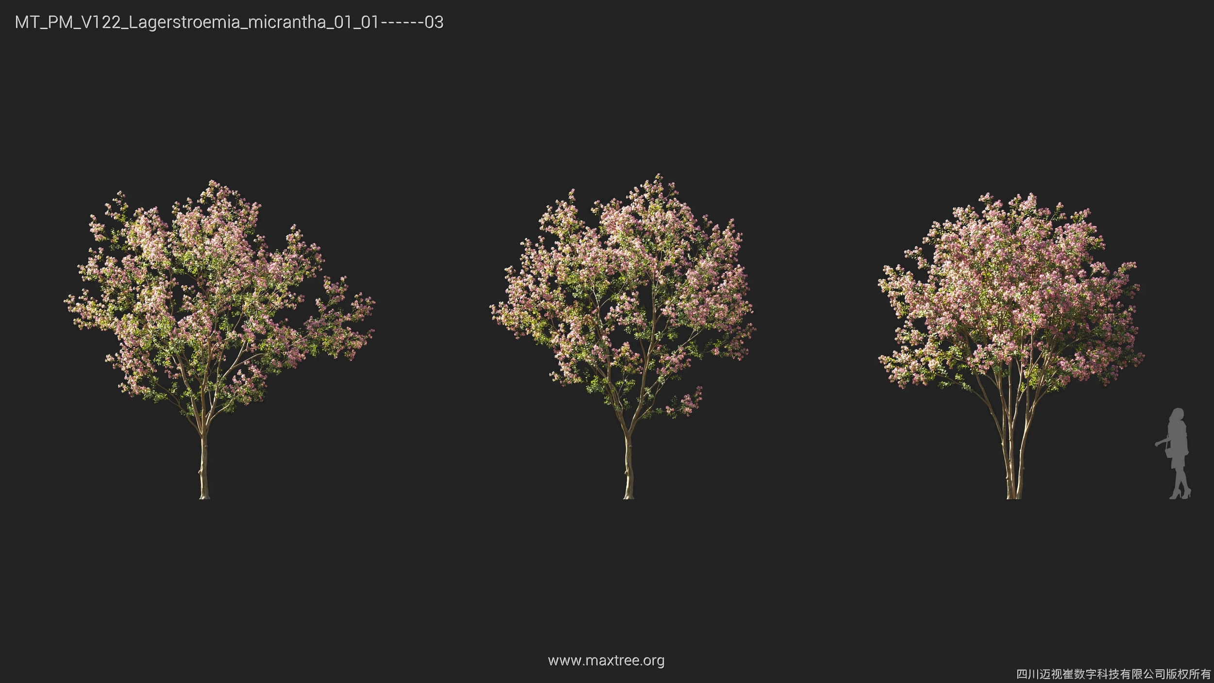 Maxtree Plant Models Vol 122 - Mesh 3D model_16