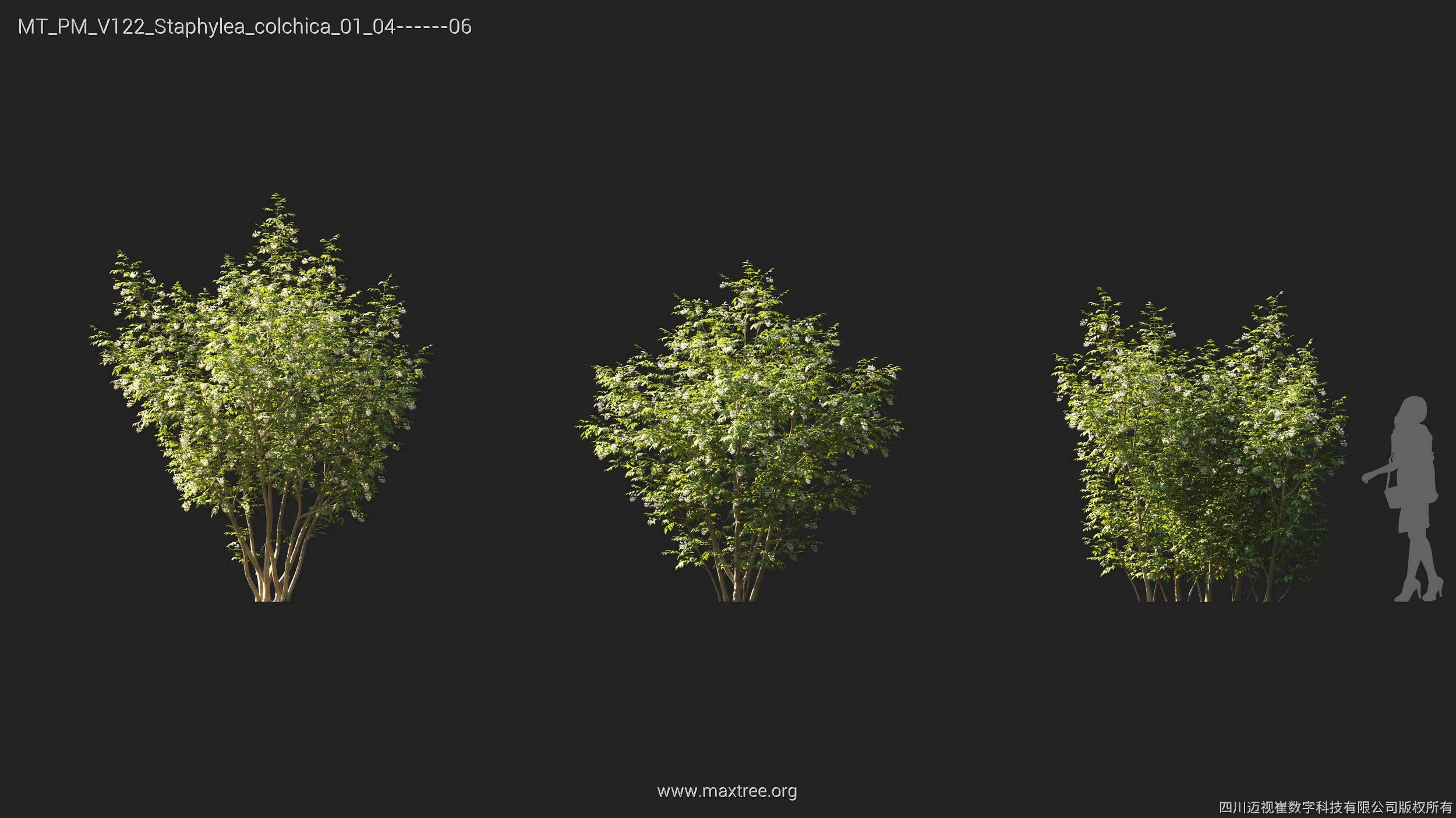 Maxtree Plant Models Vol 122 - Mesh 3D model_23