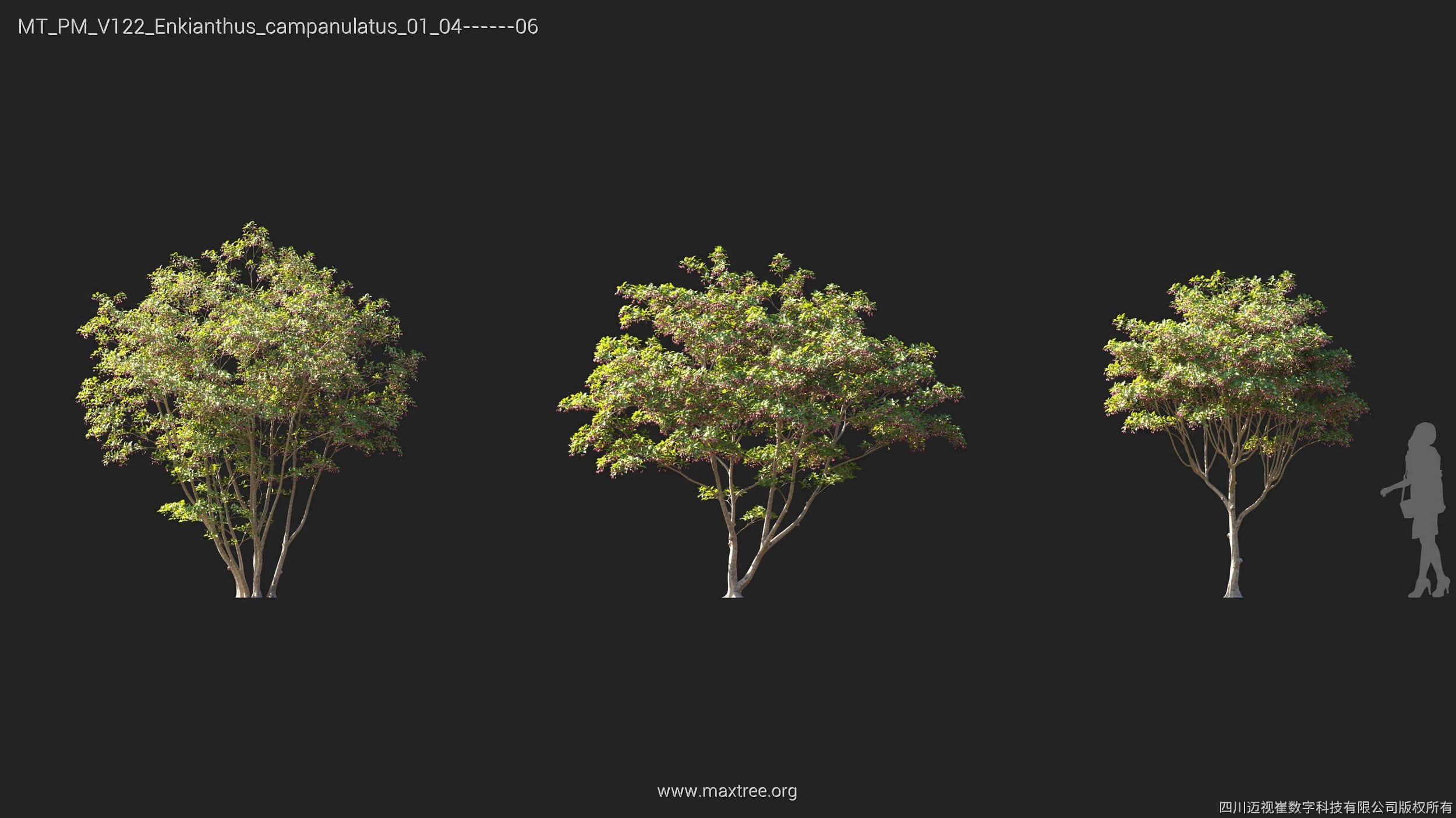 Maxtree Plant Models Vol 122 - Mesh 3D model_13