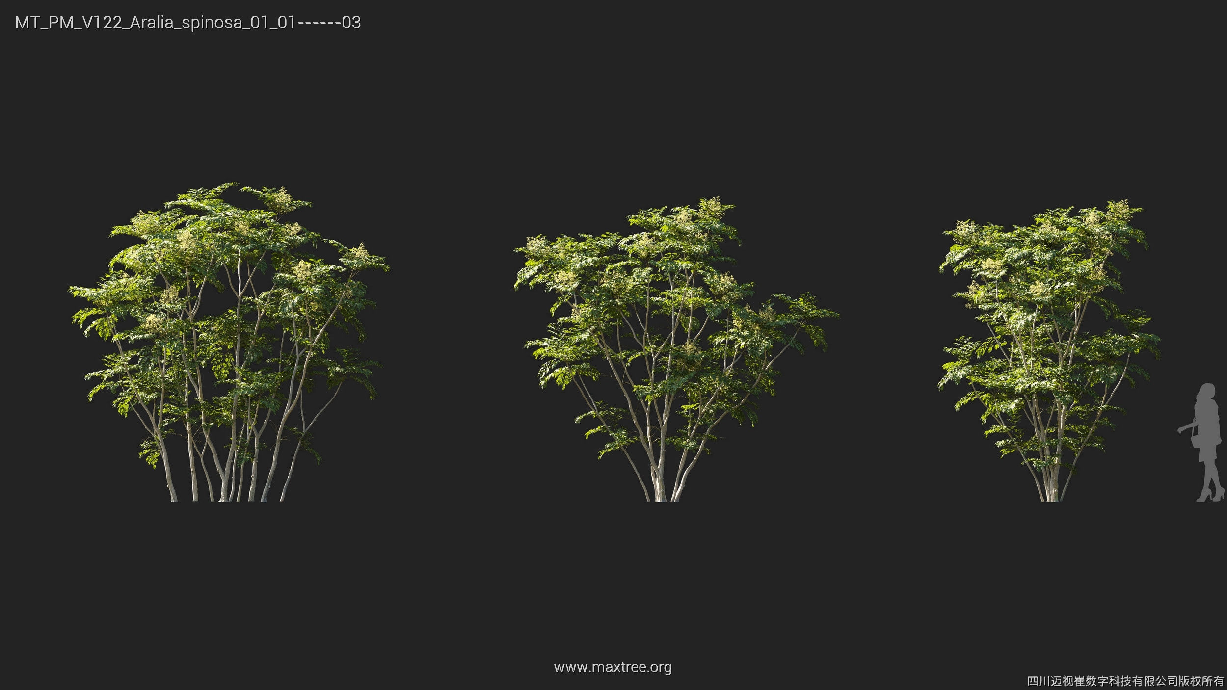 Maxtree Plant Models Vol 122 - Mesh 3D model_6