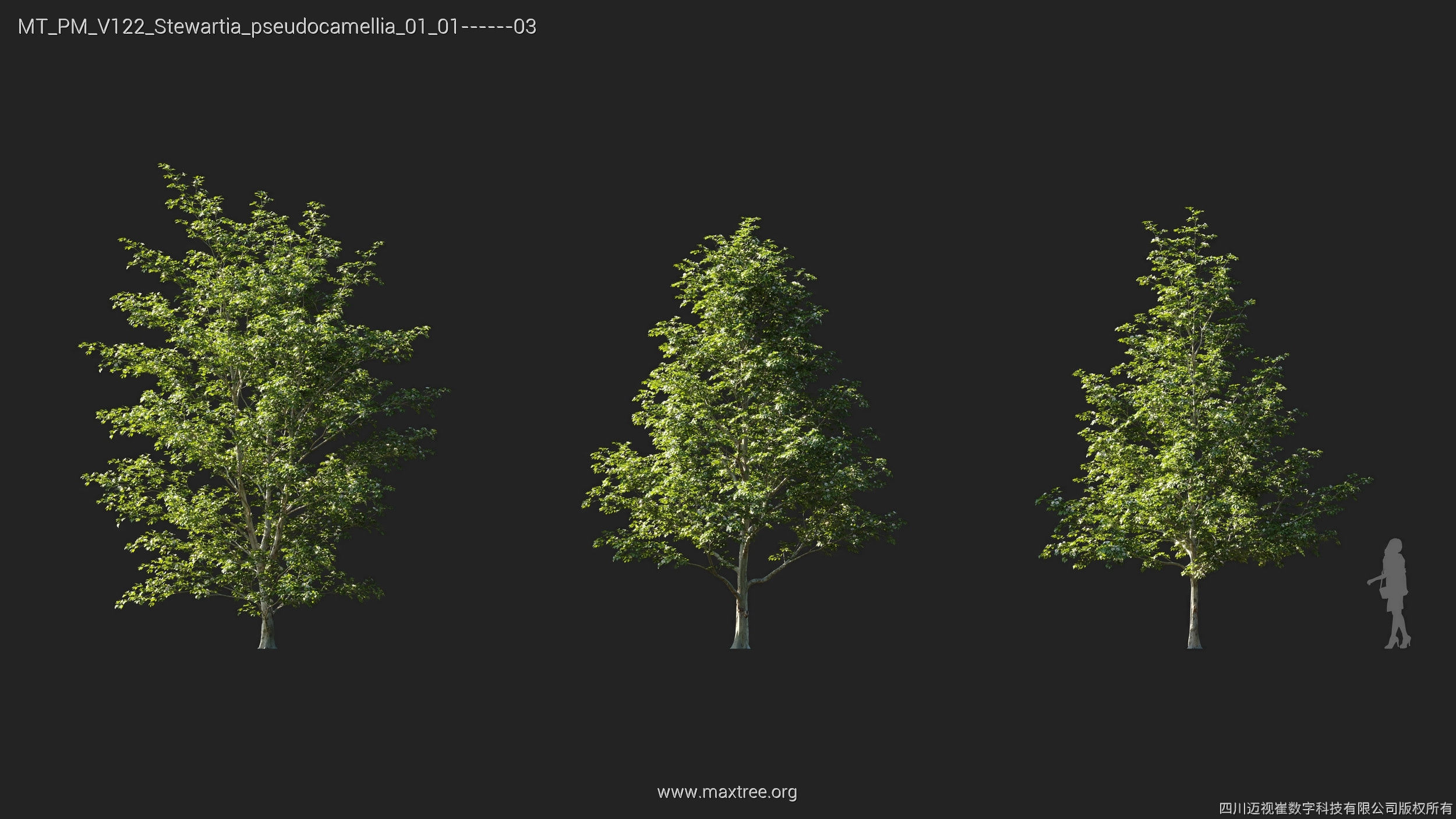 Maxtree Plant Models Vol 122 - Mesh 3D model_24