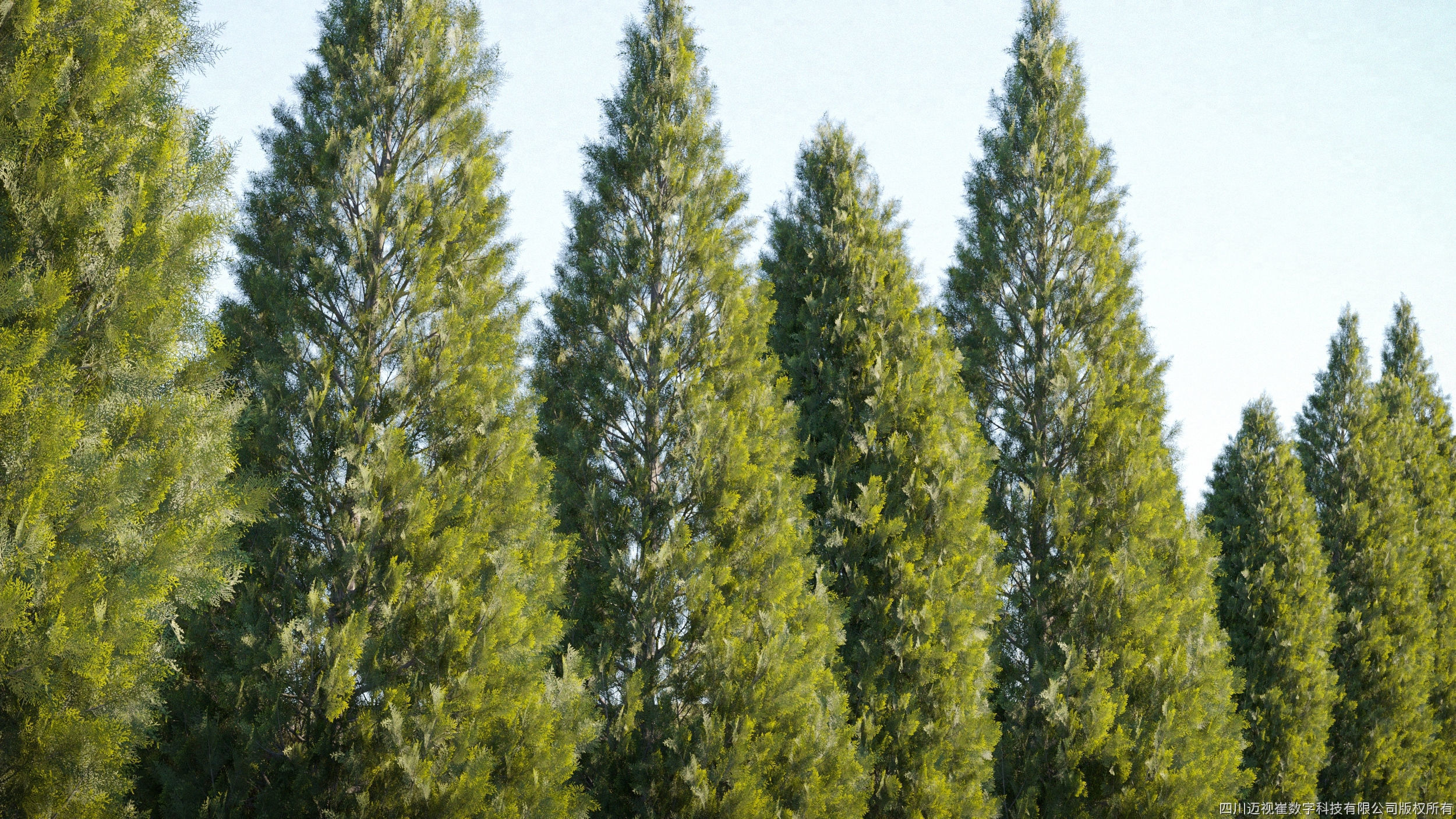 Maxtree Plant Models Vol 122 - Mesh 3D model_3