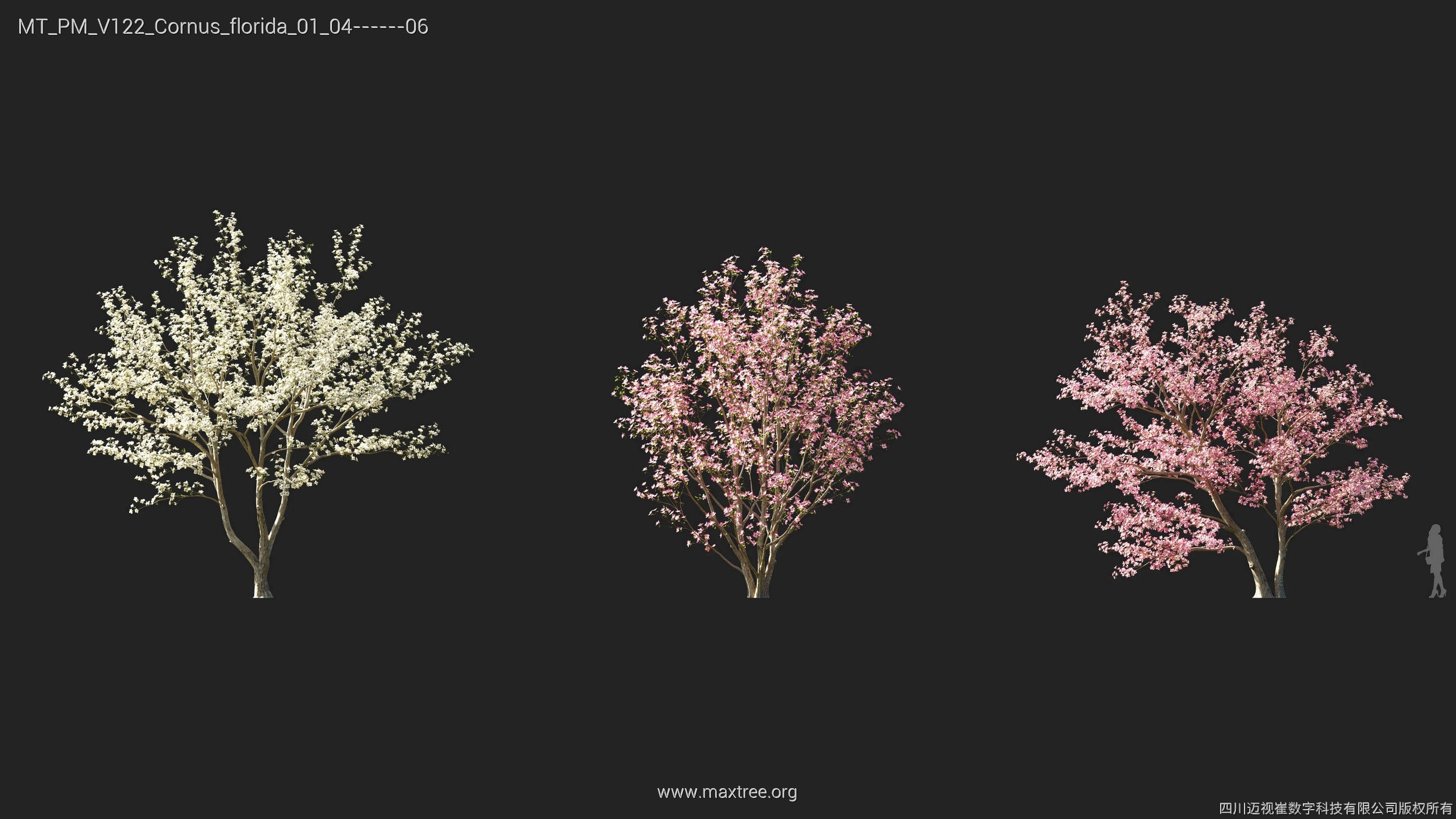Maxtree Plant Models Vol 122 - Mesh 3D model_9