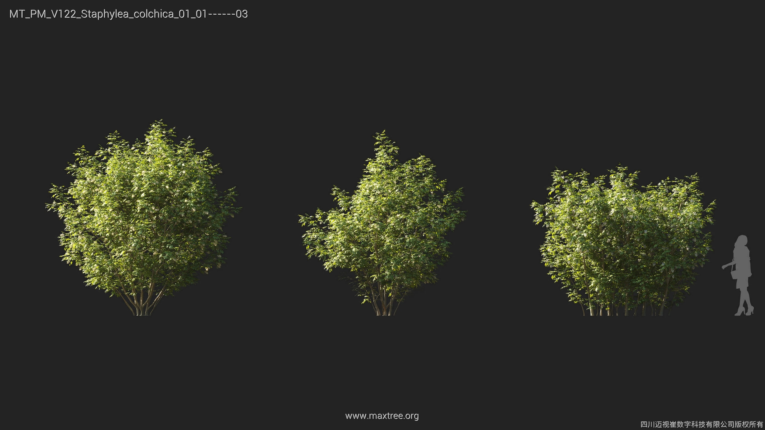 Maxtree Plant Models Vol 122 - Mesh 3D model_22