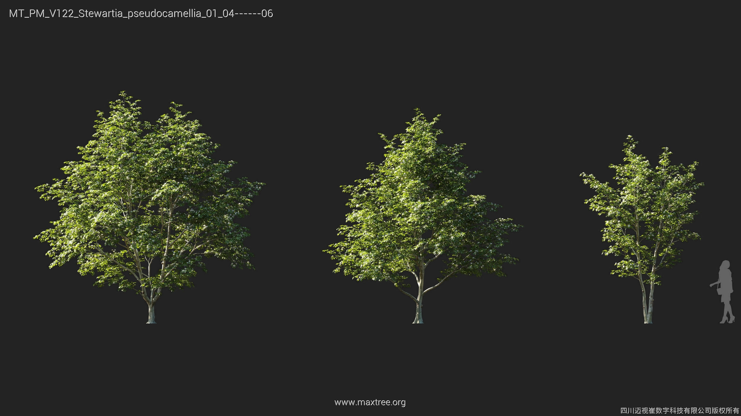 Maxtree Plant Models Vol 122 - Mesh 3D model_25
