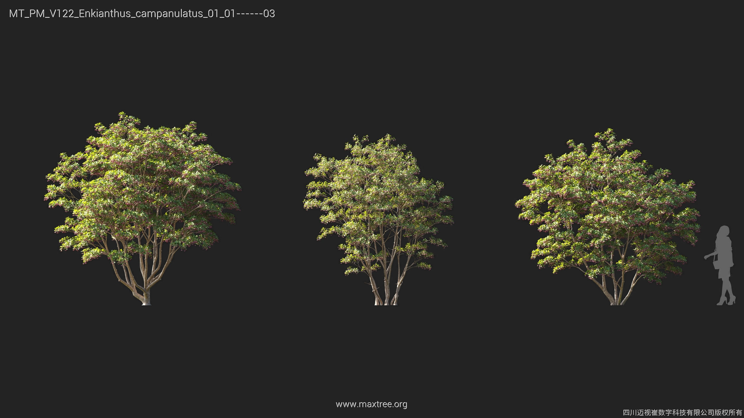 Maxtree Plant Models Vol 122 - Mesh 3D model_12