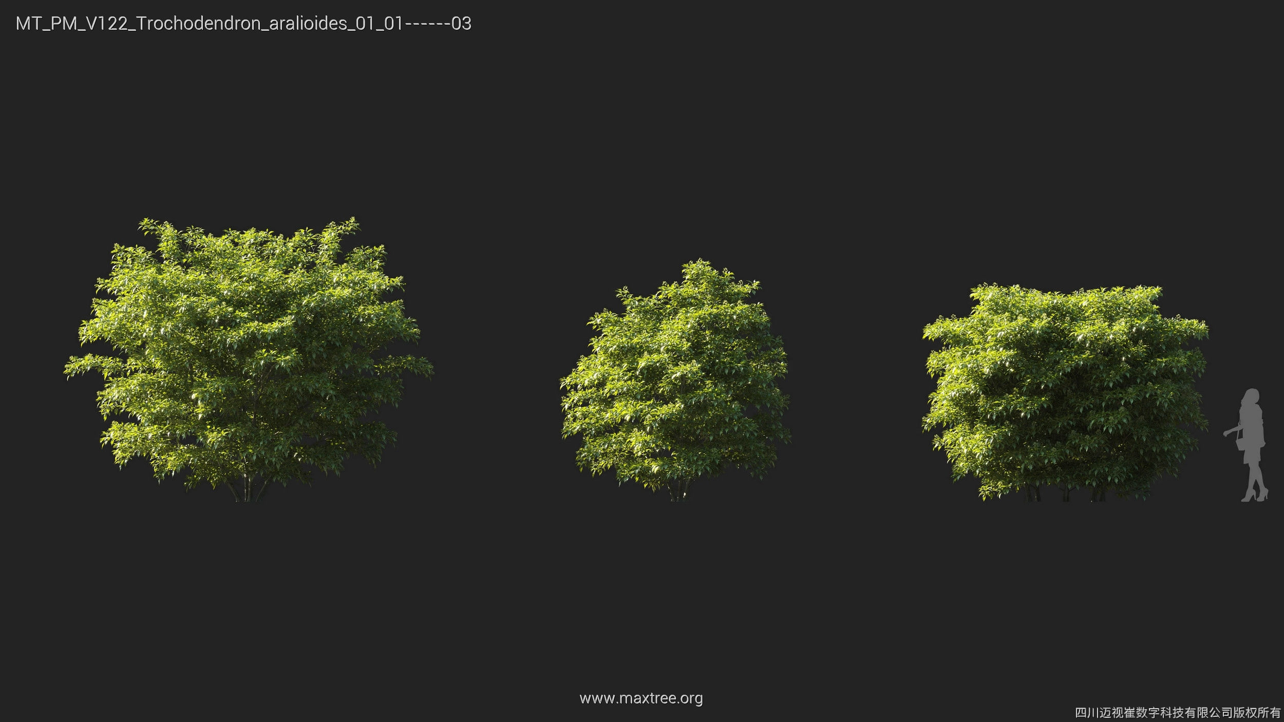 Maxtree Plant Models Vol 122 - Mesh 3D model_28