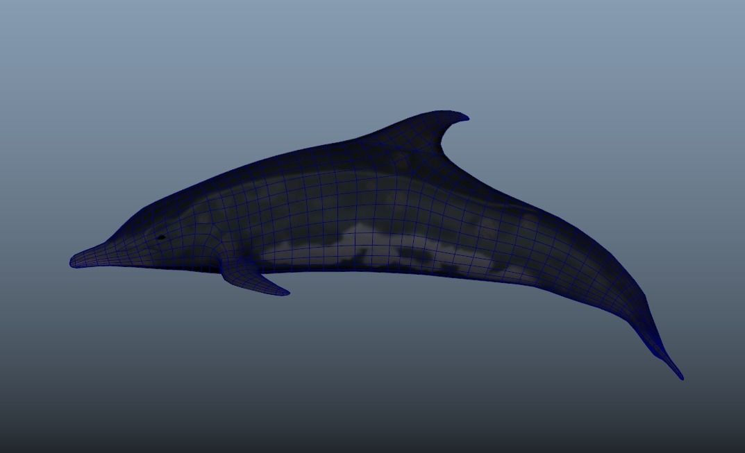 Steno Dolphin Animated Low poly Low-poly 3D model_2