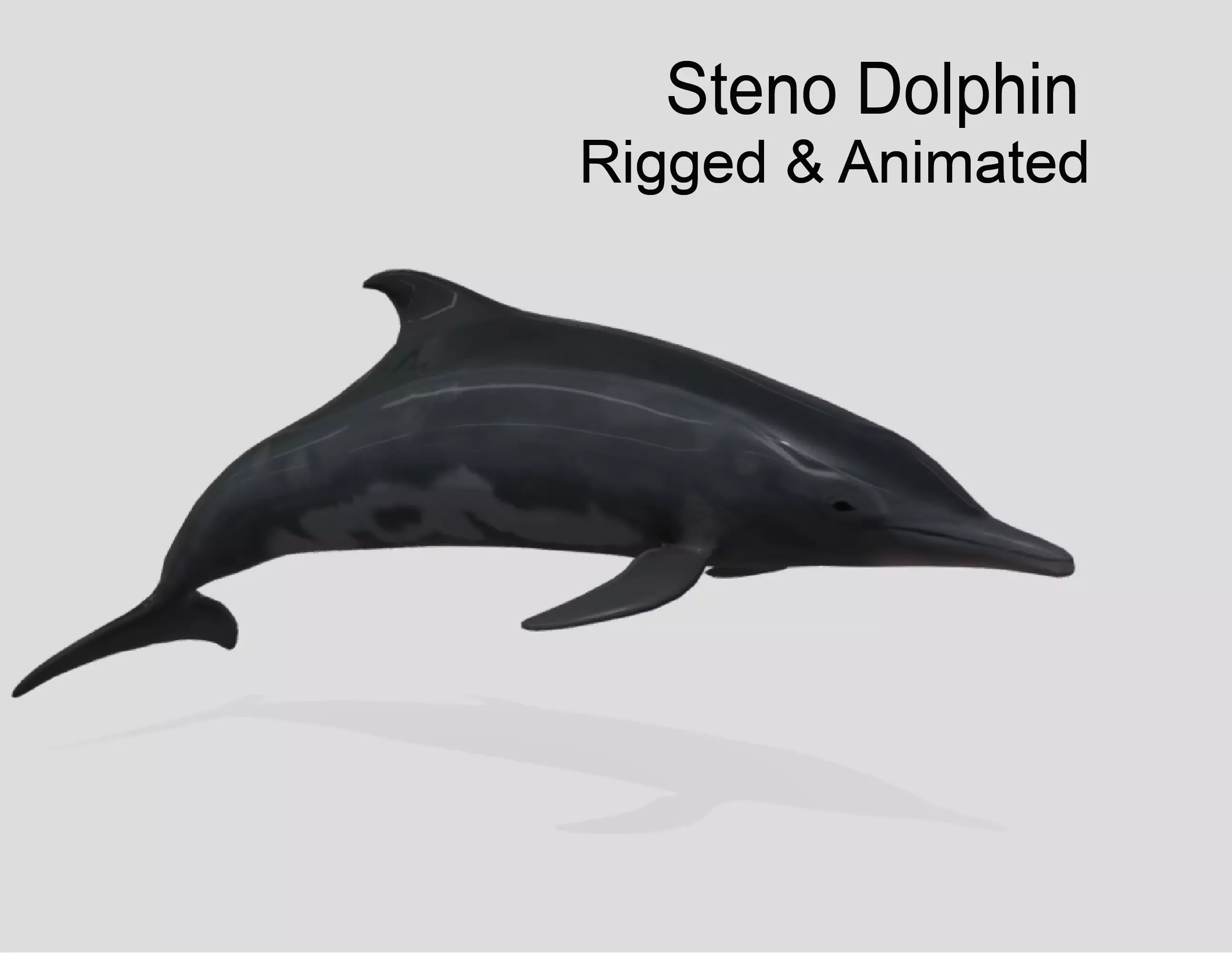 Steno Dolphin Animated Low poly Low-poly 3D model_0
