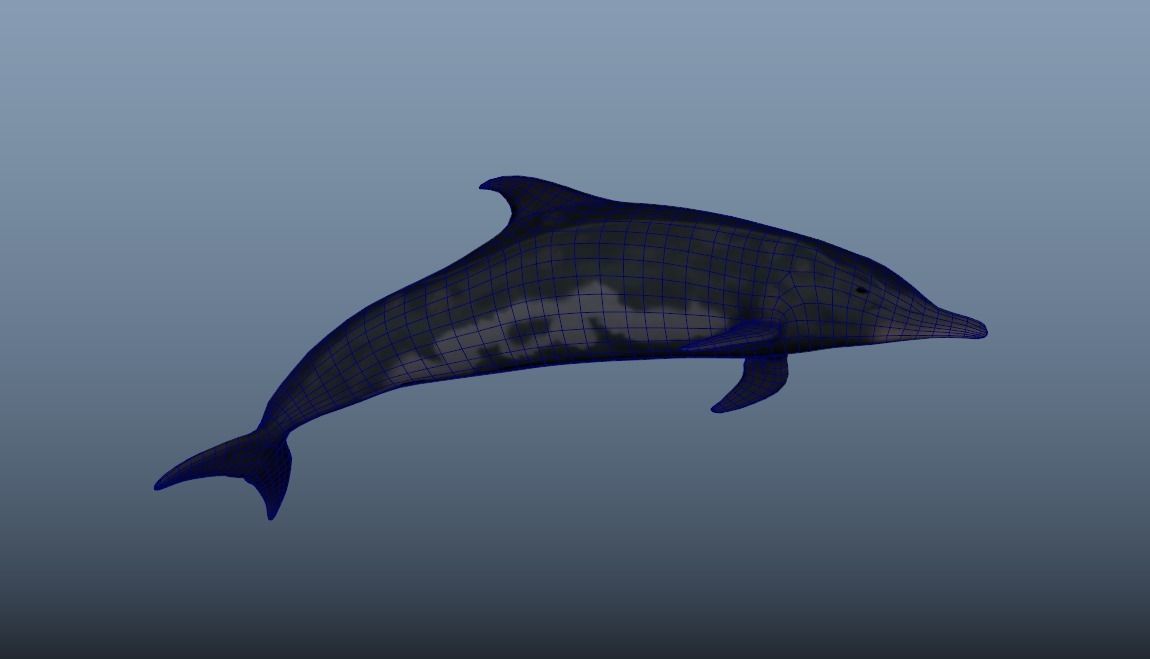 Steno Dolphin Animated Low poly Low-poly 3D model_8