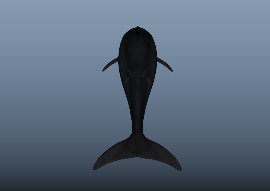 Steno Dolphin Animated Low poly Low-poly 3D model_6
