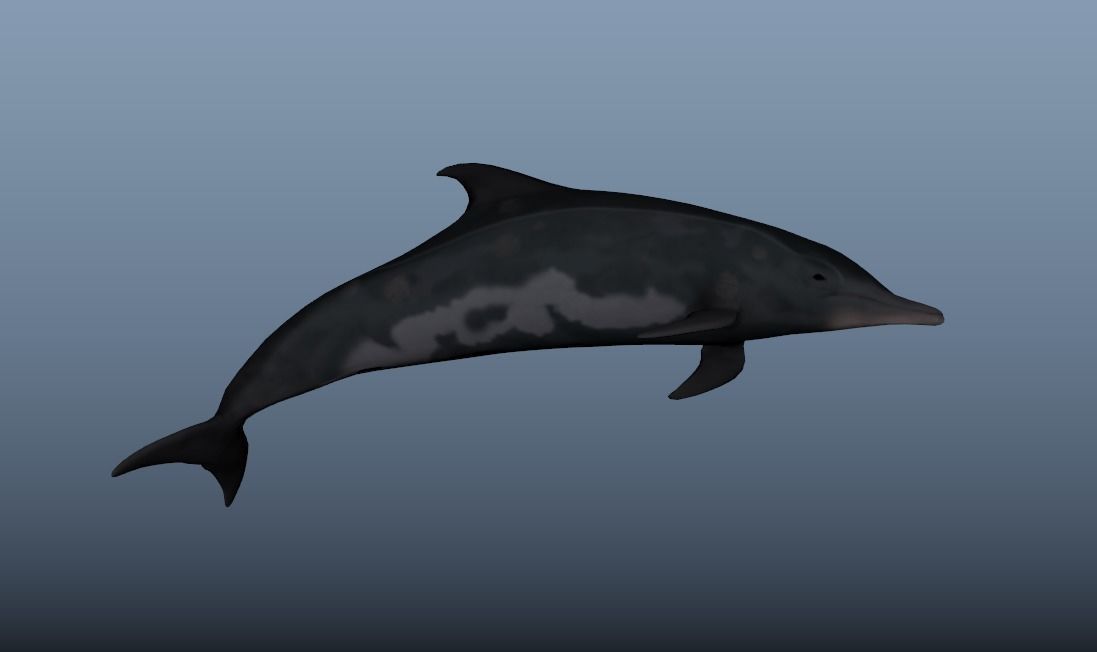 Steno Dolphin Animated Low poly Low-poly 3D model_7