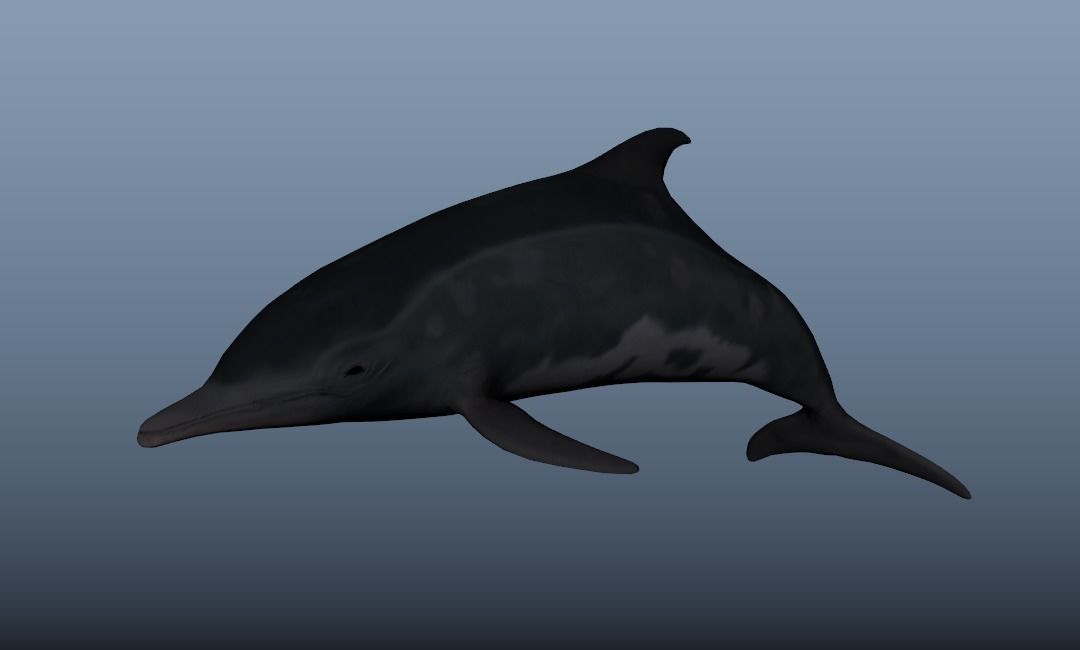 Steno Dolphin Animated Low poly Low-poly 3D model_5