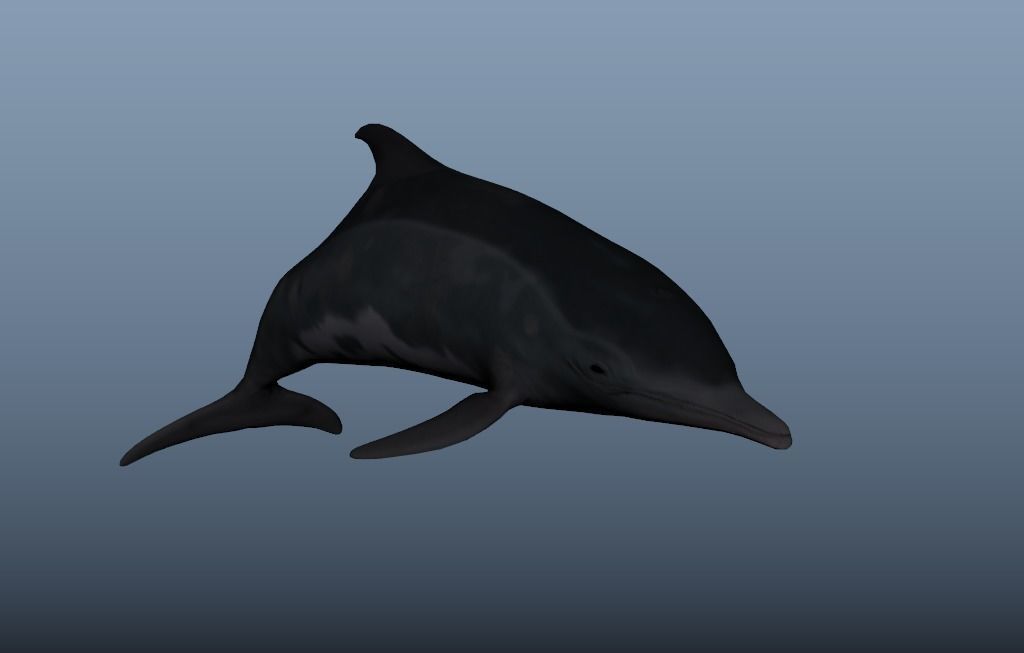 Steno Dolphin Animated Low poly Low-poly 3D model_4