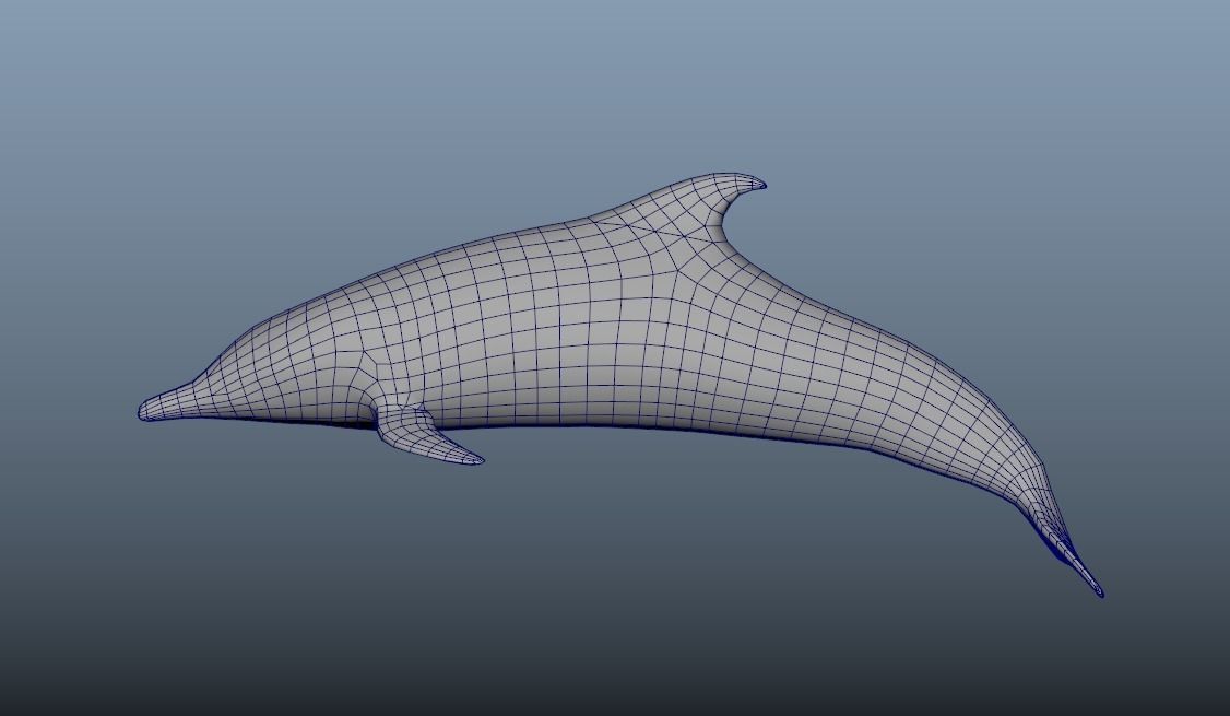 Steno Dolphin Animated Low poly Low-poly 3D model_3