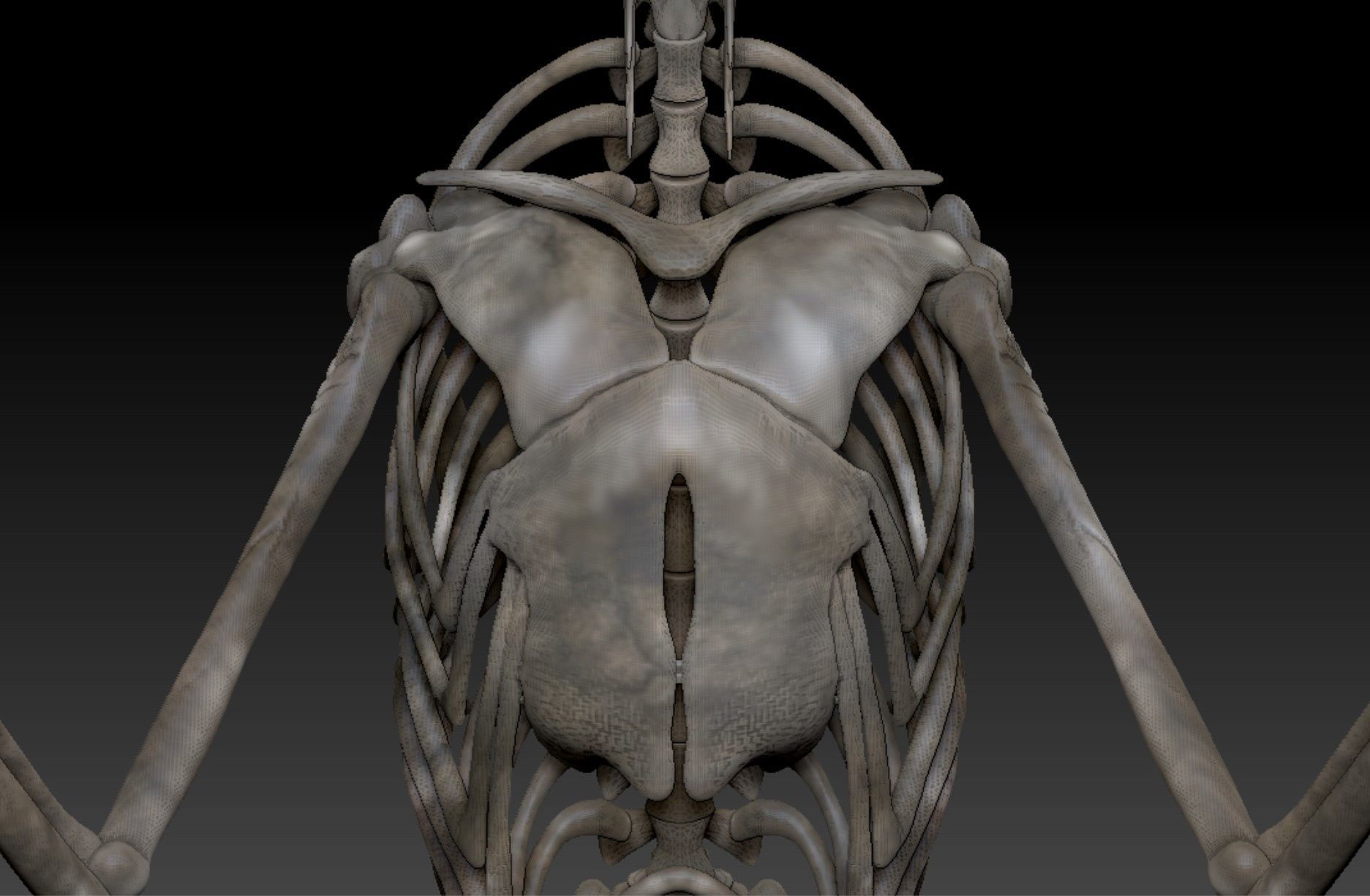 Velociraptor Skeleton - Full 3D Raptor dinosaur bones 3D model_7