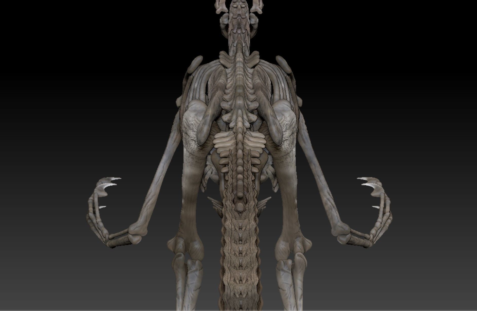 Velociraptor Skeleton - Full 3D Raptor dinosaur bones 3D model_6