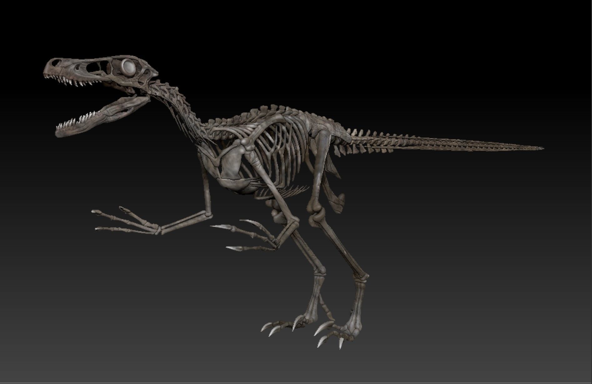 Velociraptor Skeleton - Full 3D Raptor dinosaur bones 3D model_1