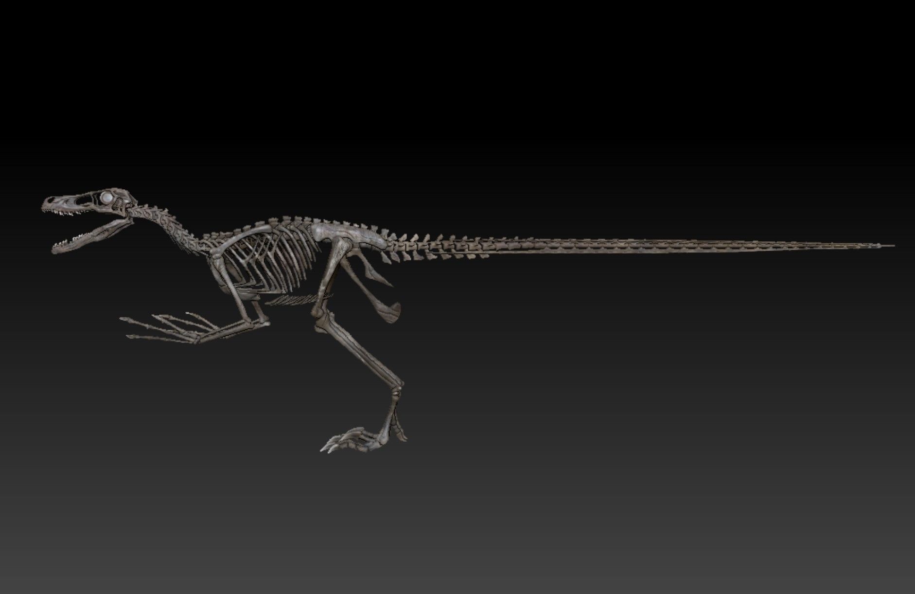 Velociraptor Skeleton - Full 3D Raptor dinosaur bones 3D model_2