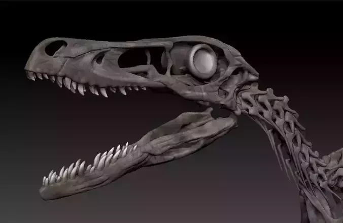 Velociraptor Skeleton - Full 3D Raptor dinosaur bones 3D model