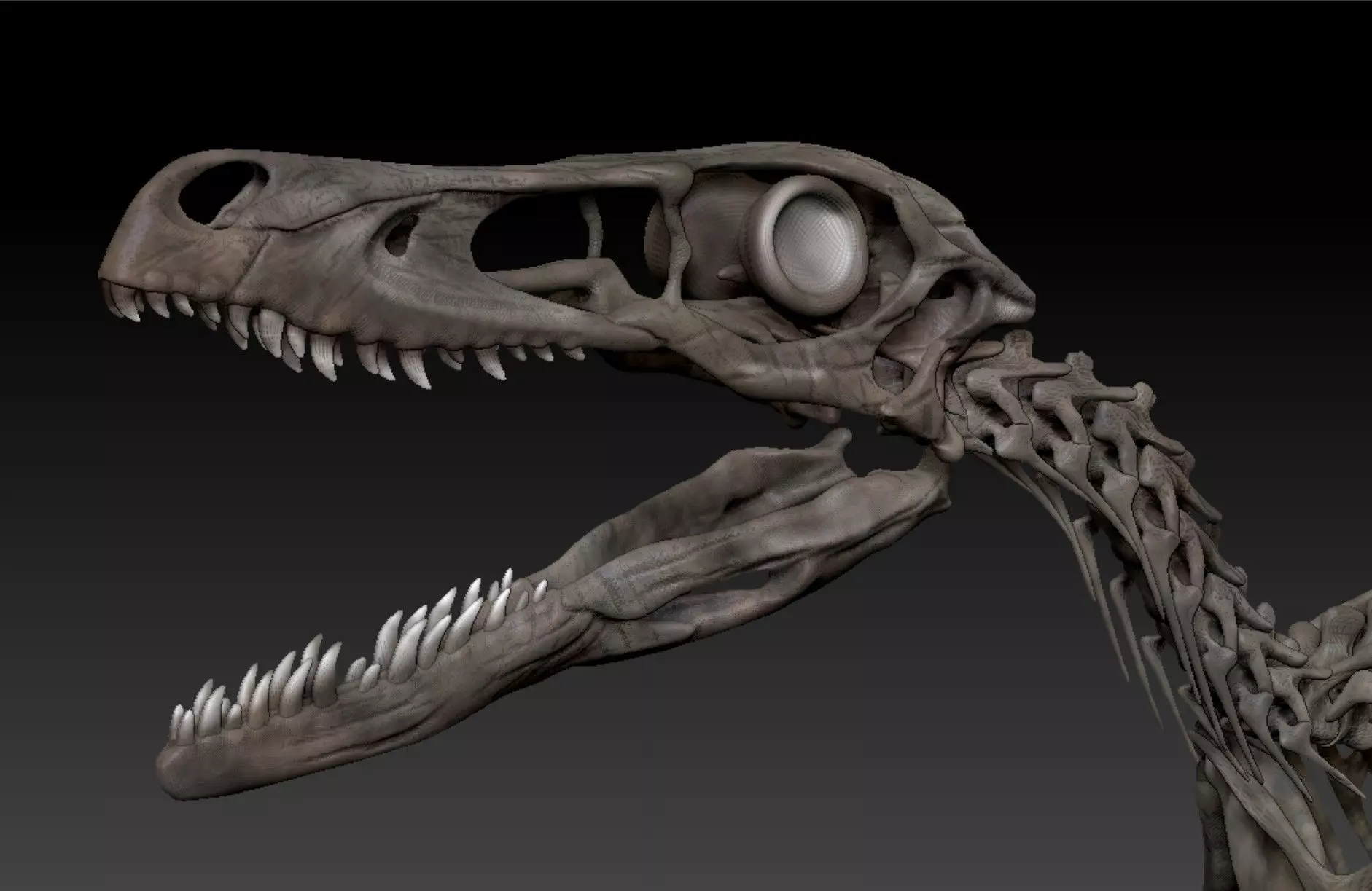 Velociraptor Skeleton - Full 3D Raptor dinosaur bones 3D model_0