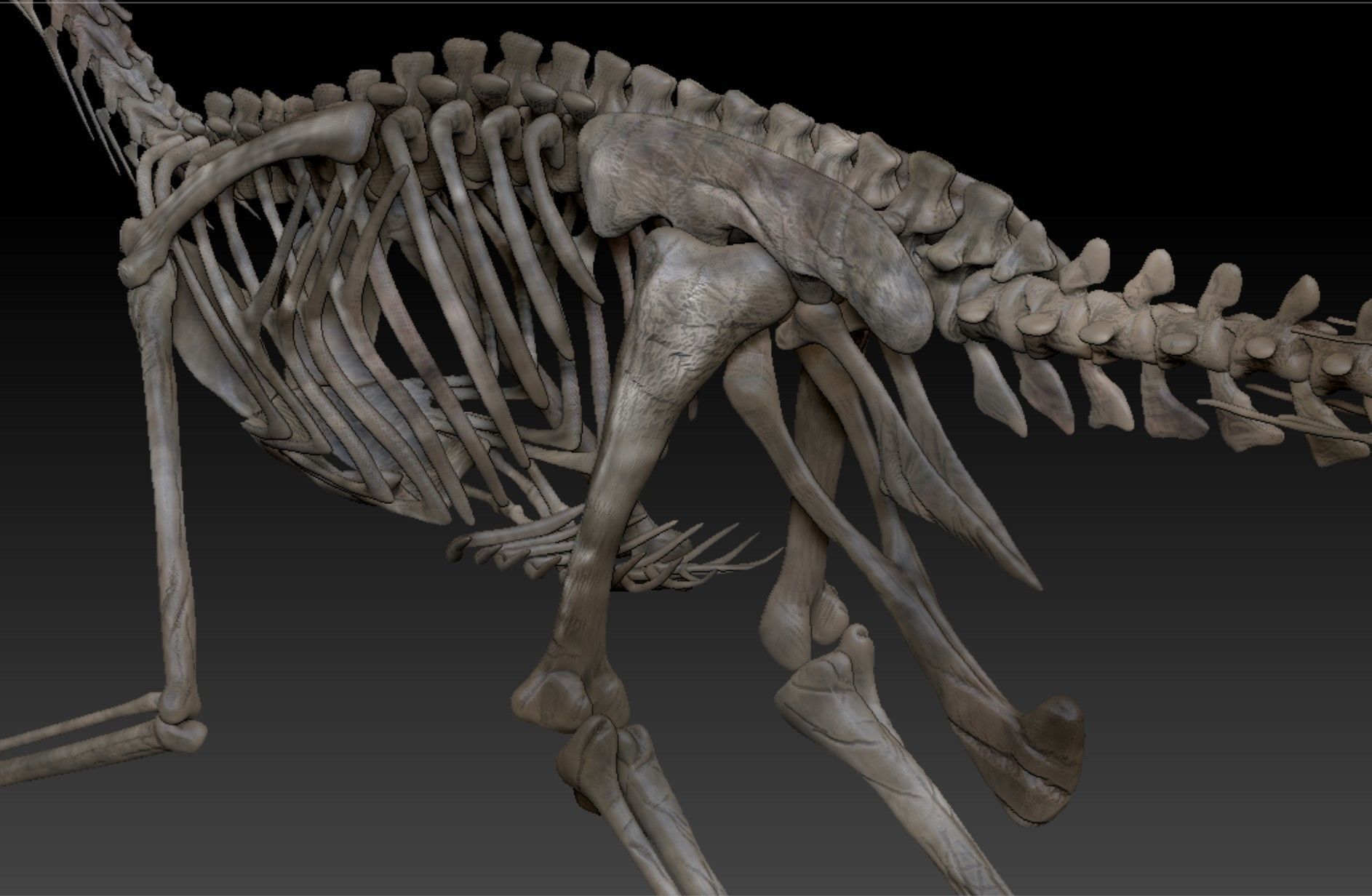 Velociraptor Skeleton - Full 3D Raptor dinosaur bones 3D model_5