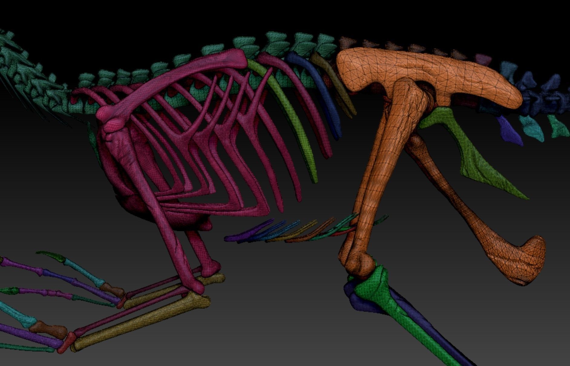 Velociraptor Skeleton - Full 3D Raptor dinosaur bones 3D model_8
