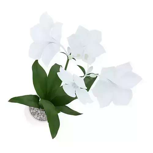 White Flower in Pot