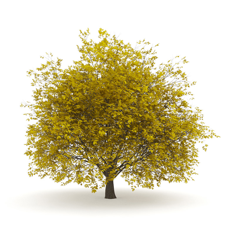 Hornbeam 3 5M Autumn 3D model_2