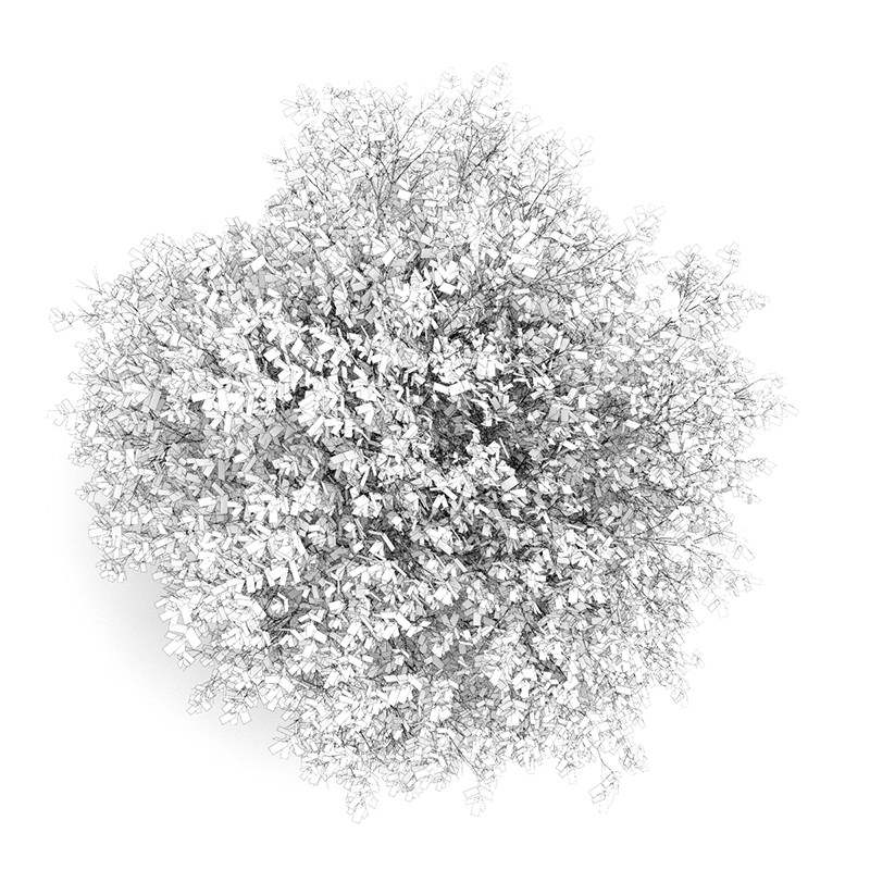 Hornbeam 3 5M Autumn 3D model_1