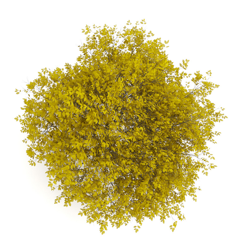 Hornbeam 3 5M Autumn 3D model_3