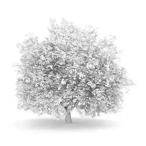 Hornbeam 3 5M Autumn