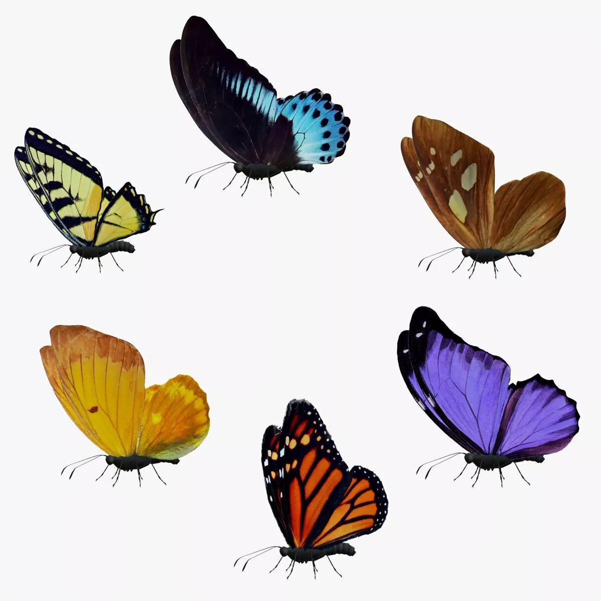 Butterfly Collection Pack 1-6 Low-poly 3D model