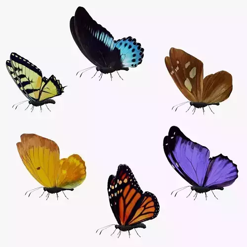 Butterfly Collection Pack 1-6 Low-poly 3D model