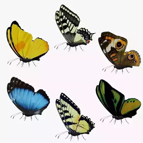 Butterfly Collection Pack 7-12 Low-poly 3D model