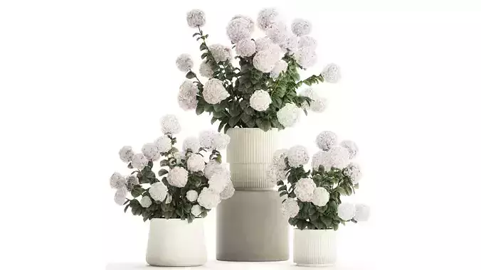 Set of beautiful plants Hydrangea in a flower pot for home 1294 3D model