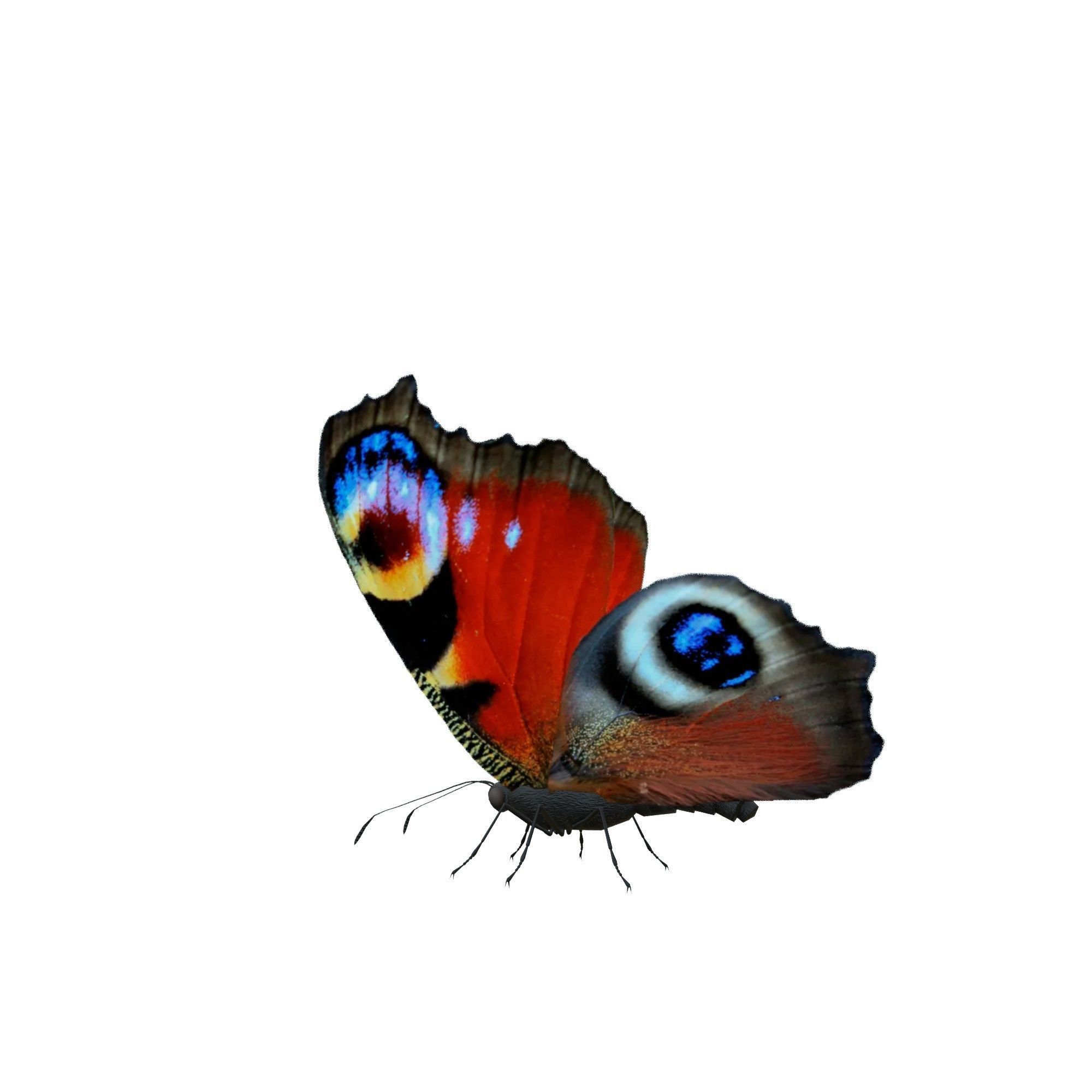 Butterfly Collection Pack 13-18 Low-poly 3D model_18