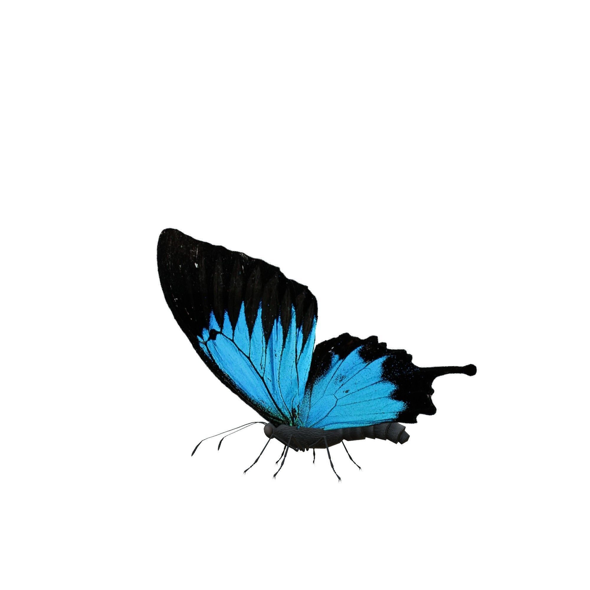 Butterfly Collection Pack 13-18 Low-poly 3D model_24