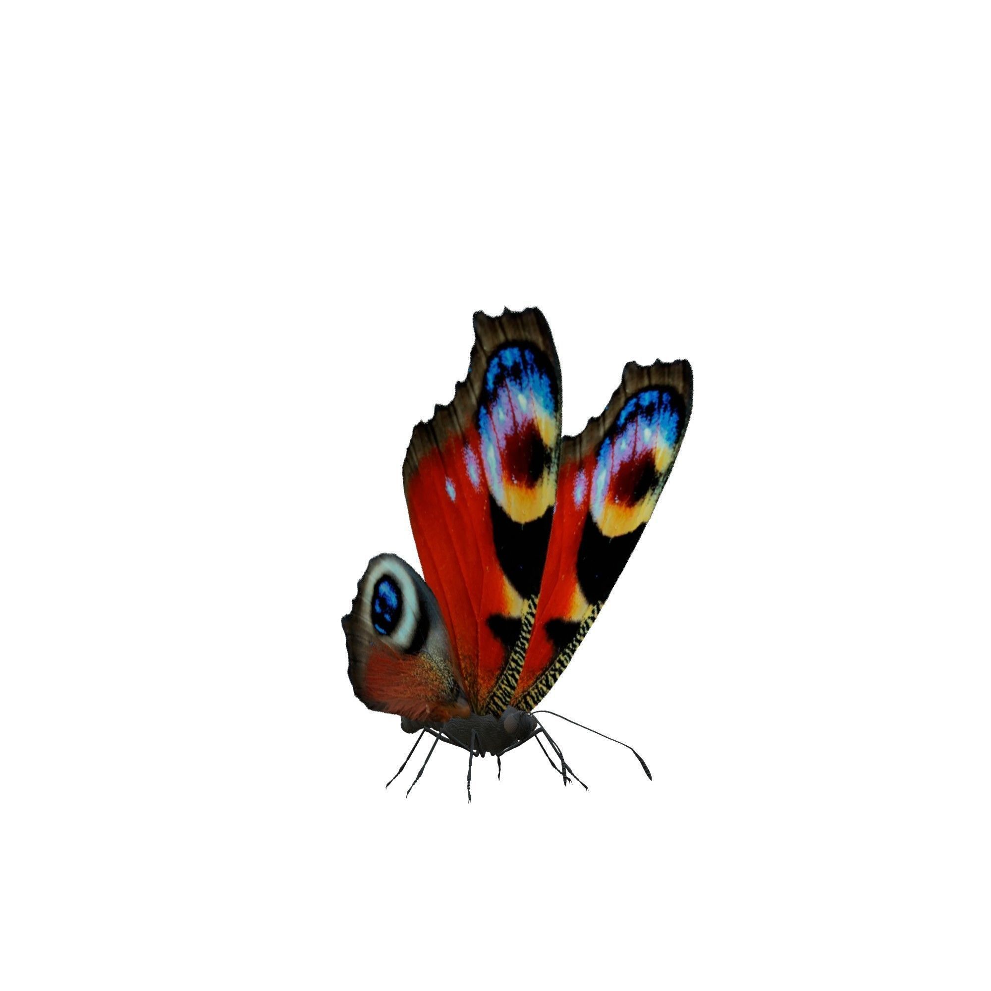 Butterfly Collection Pack 13-18 Low-poly 3D model_16